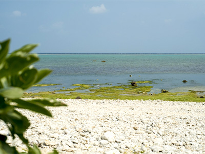 【世界的に知られるサンゴの海／白保海岸】写真