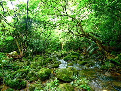 熱帯・亜熱帯の原生林で覆われた島／西表島写真